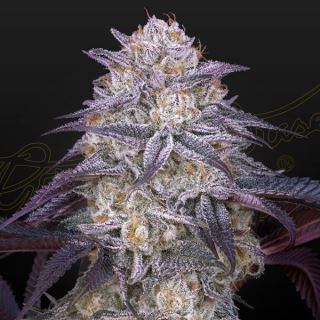 Auto King´s Juice  1 u. fem. Green House.