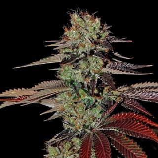 9431 - Auto Kings Kush  1 u. fem. Green House