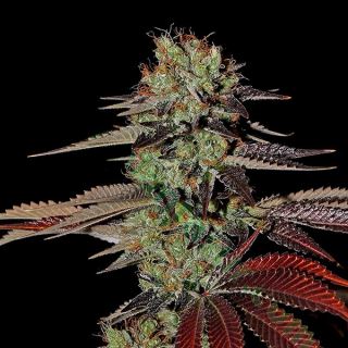 4557 - Auto Kings Kush 10 u. fem. Green House