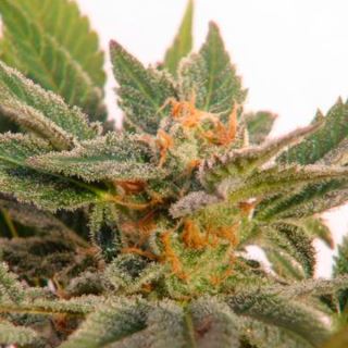 11264 - Auto Kritic   1 u. fem. Kannabia Seeds