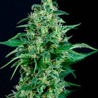 Auto Kryptonite  1 u. blister x  12 u. fem. Pyramid Seeds