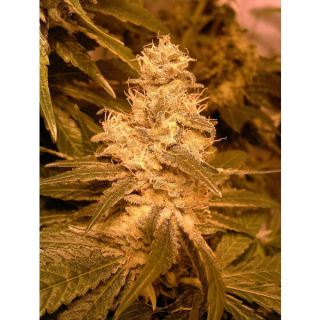 AKF4 - Auto Kush  4 u. fem. Female Seeds Agotada en origen