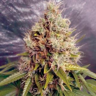 13738 - Auto Kush Mass  1 u. fem. Garden of Green Seeds