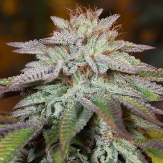 15654 - Auto L.A. Vanilla Cake  3 ud Silent Seeds