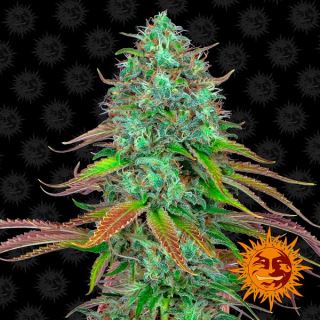 8306 - Auto LSD  1 u. fem. Barney's