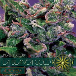 9245 - Auto La Blanca Gold 3 u. fem. Vision Seeds