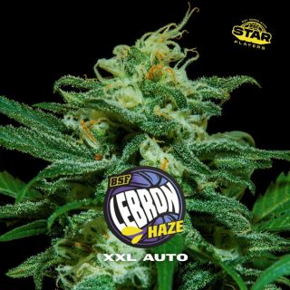 25553 - Auto Lebron Haze  XXL  4 u. fem BSF Seeds