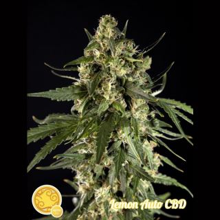 Auto Lemon CBD  3 u fem. Philosopher