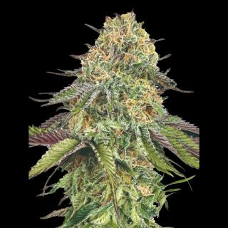 27377 - Auto Lemon Cherry Gelato   1 u. fem. 00 Seeds