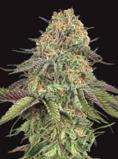27345 - Auto Lemon Cherry Gelato  25 u. fem. 00 Seeds