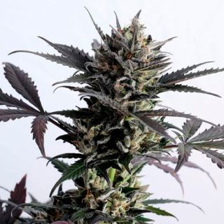 17490 - Auto Lemon Haze   1 u. fem. Kannabia Seeds