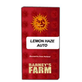 19262 - Auto Lemon Haze  1 u. fem. Barney's