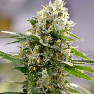 13958 - Auto Lemon Haze  1 u. fem. Expert Seeds