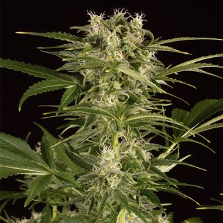 4633 - Auto Lemon Juice Express 10 u. fem. Humboldt