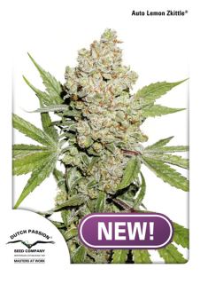 8479 - Auto Lemon Kix 1 u. fem. Dutch Passion