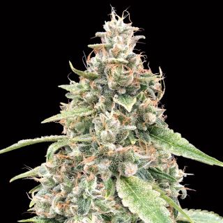 16480 - Auto Lemon OG   3 u. fem. 00 Seeds