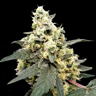 15701 - Auto Lemonade  3 u. fem. Paradise Seeds