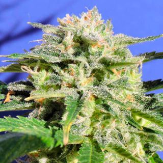 10017 - Auto Lemonberry Haze  1 u. fem. Original Sensible