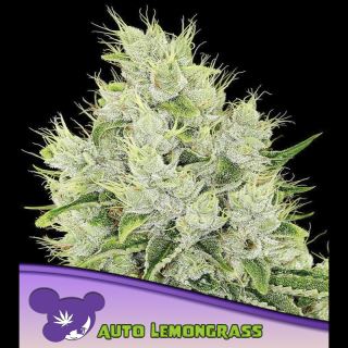 Auto Lemongrass  5 u. fem Anesia