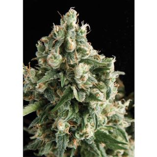 AL12 - Auto Lennon  1 u. blister x  12 u. fem. Pyramid Seeds