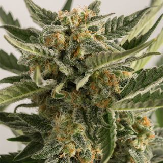 4617 - Auto Lost Coast Skunk 10 u. fem. Humboldt