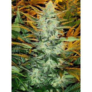 LR21 - Auto Lowryder #2 - 10 u. fem. Seedsman