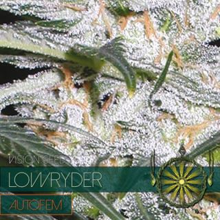 9246 - Auto Lowryder 3 u. fem. Vision Seeds