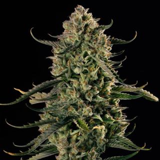 24736 - Auto MAC Dawg XXL  10 ud Silent Seeds