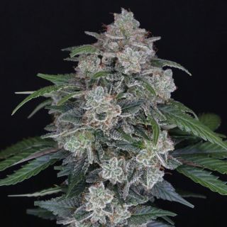 23320 - Auto MAK OG 1 u. fem - USA Line- Pure Instinto