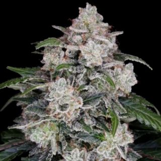 25768 - Auto Mac N Me  3 u. fem. DNA Genetics