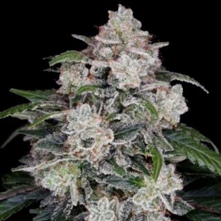 Auto Mac N Me  5 u. fem. DNA Genetics