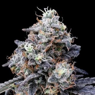 25769 - Auto MacMelon  3 u. fem. DNA Genetics