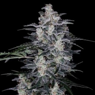 25770 - Auto MacNana  3 u. fem. DNA Genetics