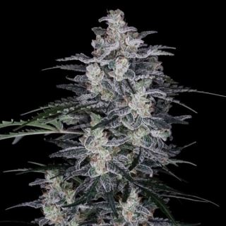 21378 - Auto MacNana  5 u. fem. DNA Genetics