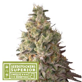 17051 - Auto Mack & Crack fem.  3 u. Seedstockers Superior