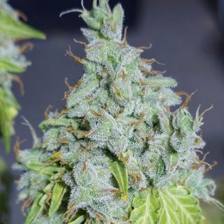 Auto Magic Tree 3 u. fem. Eva Seeds