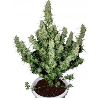 AMU1R - Auto Magnum  1 u. Blister x 10 reg. Buddha Seeds