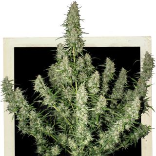 5849 - Auto Magnum 3 u. fem. Buddha Seeds