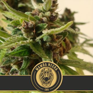 9150 - Auto Mamba Negra CBD 3 u. fem. Blimburn Seeds