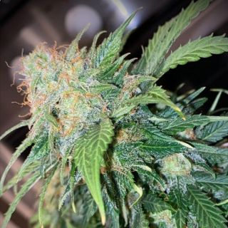 23272 - Auto Mandarine Cream 1 u. fem Pure Instinto