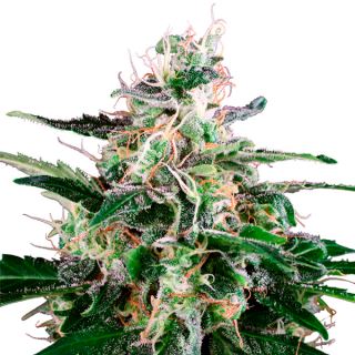 11356 - Auto Master Kush  1 u. fem. White Label