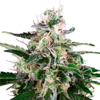 Auto Master Kush  3 u. fem. White Label