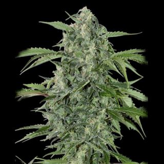 Auto Maxi Haze  1 u. fem. Grassomatic