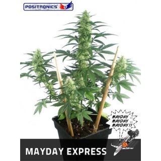 Auto Mayday Express  1 u. fem. Positronics Seeds