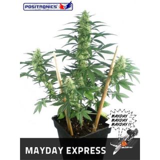 3910 - Auto Mayday Express  5 u. fem. Positronics Seeds
