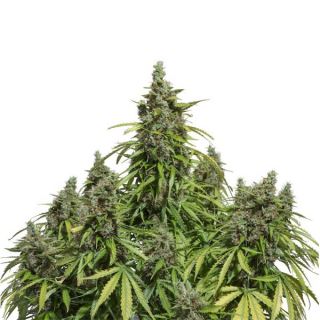 AM7F - Auto Mazar  7 u. fem. Dutch Passion