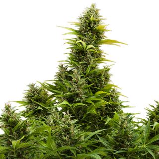 7722 - Auto Medikit CBD  1 u. Blister x 10 fem. Buddha Seeds