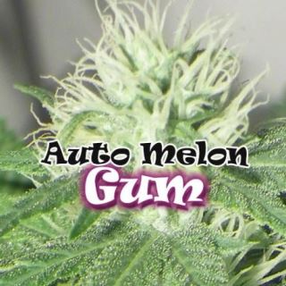 AMG4 - Auto Melon Gum 4 u. fem. Dr Underground