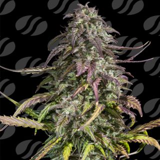 Auto Melon Mosh 10 u. fem. Original Sensible