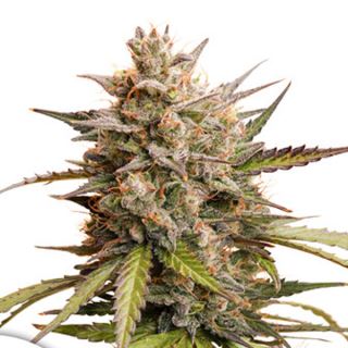 20816 - Auto Melonade Runtz   1 u. fem. Dutch Passion